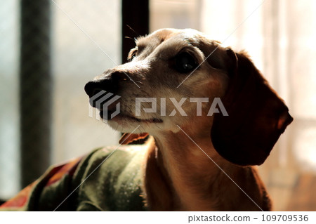 Pet miniature dachshund 109709536