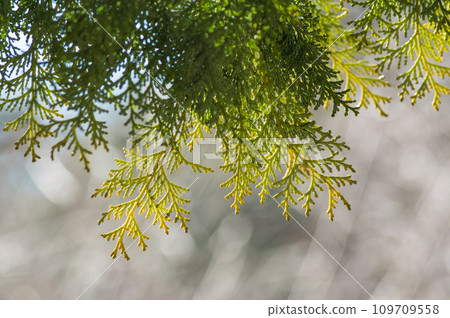 柏樹的葉子在燈光下閃閃發光（花粉圖像） 109709558