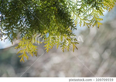 柏樹的葉子在燈光下閃閃發光（花粉圖像） 109709559