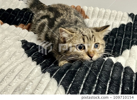 Cute tabby kitten looking at camera, sitting on bed at home. 109710154