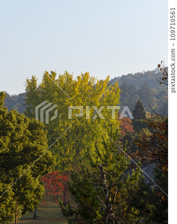 Large ginkgo tree in Kasuganoenchi, Nara Park 109710561