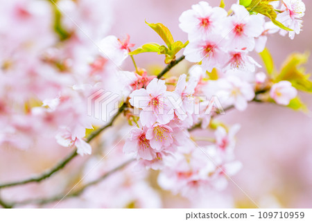 河津櫻花盛開 109710959
