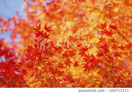 Autumn leaves in the park turn red 109711571