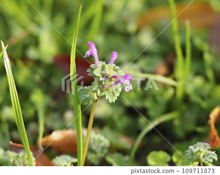 田野裡盛開的 Hotokenoza 花 109711873