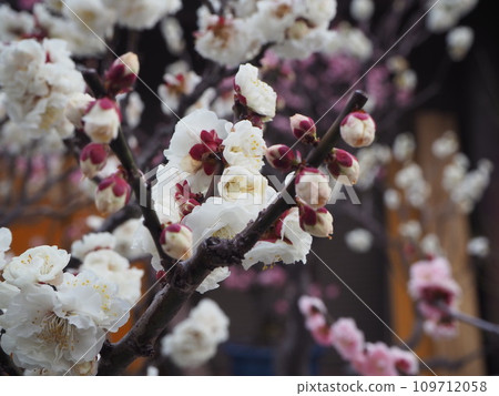Umehara Tenmangu梅花 Umehara Tenmangu梅花 109712058