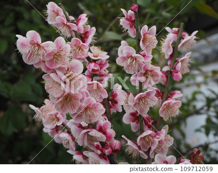 Umehara Tenmangu梅花 109712059