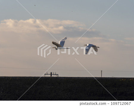 Shirasagi flying over the river 109712067