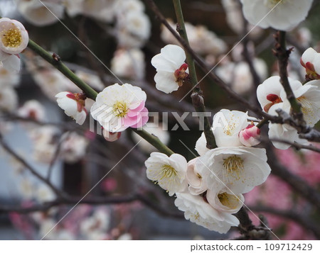 Umehara Tenmangu梅花 Umehara Tenmangu梅花 109712429