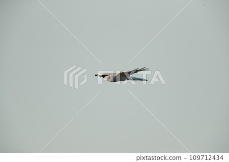 Hiirochuhiosu 109712434