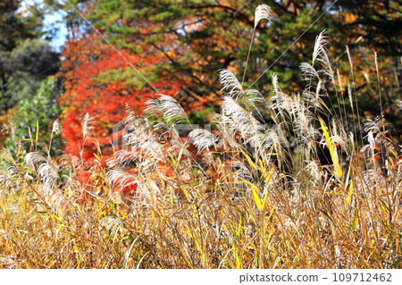 Autumn leaves in Urabandai Nakasenuma sightseeing route 109712462
