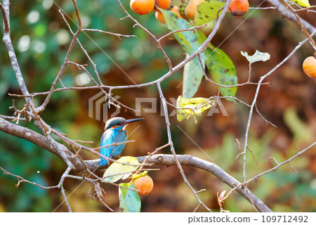 翠鳥棲息在柿子樹上 109712492