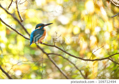 Kingfisher perching on a tree with yellow leaves in the background Kingfisher perching on a tree with yellow leaves in the background 109712494