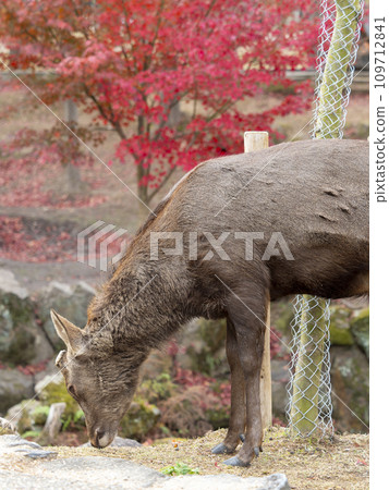 奈良公園吉木川沿岸的秋葉和鹿 109712841