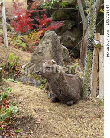 奈良公園吉木川沿岸的秋葉和鹿 109712844