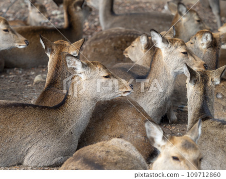 A herd of deer resting after a meal A herd of deer resting after a meal 109712860
