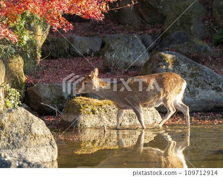 池塘裡的鹿和秋葉 池塘裡的鹿和秋葉 109712914