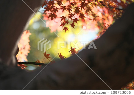 I found a small autumn. I found a small autumn. 109713006