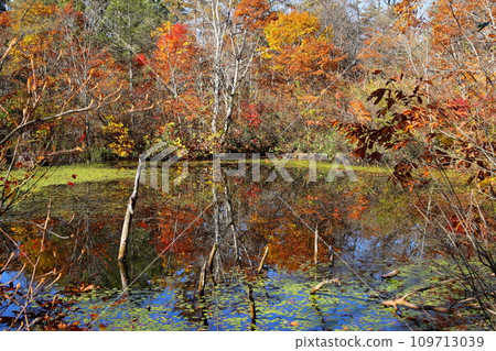 Autumn leaves in Urabandai, Nakasenuma sightseeing route, Himenuma 109713039