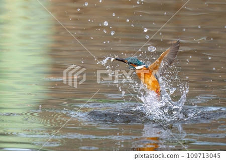 翠鳥嘴裡叼著小魚從水中起飛的壯觀景象 109713045