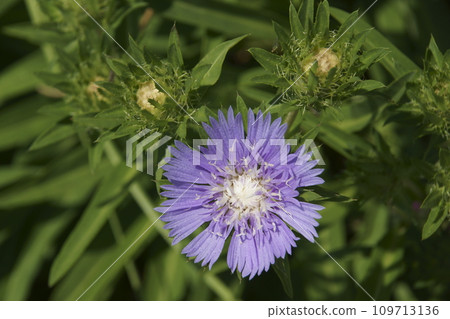 Stokesia Stokesia 109713136