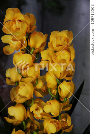 Shinbijuumu 109713508