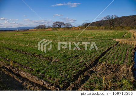Ichijodani Asakura Ruins-Late Autumn Ichijodani Asakura Ruins-Late Autumn 109713596