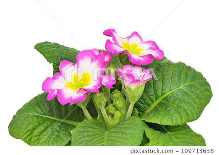 [Primula Julian] (depth composition) 109713638