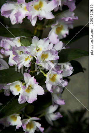 Dendrobium 109713656