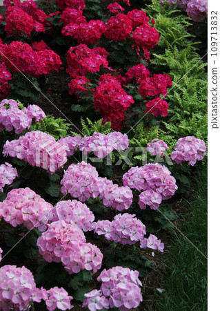 Geranium Geranium 109713832