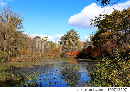 Autumn leaves in Urabandai, Nakasenuma sightseeing route, Himenuma 109713897