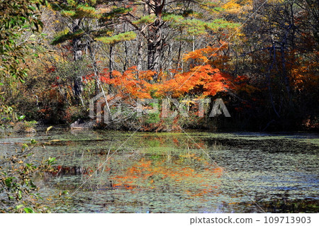 Autumn leaves in Urabandai, Nakasenuma sightseeing route, Himenuma 109713903