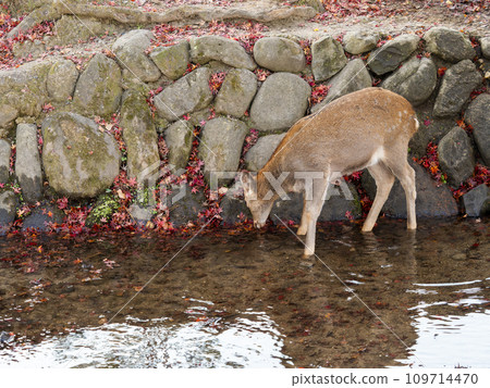 奈良公園的鹿喝河水 奈良公園的鹿喝河水 109714470
