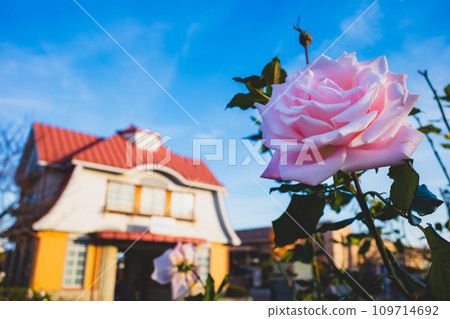 Sunny and quiet station front with autumn roses blooming b-2 High chroma matte feel 109714692