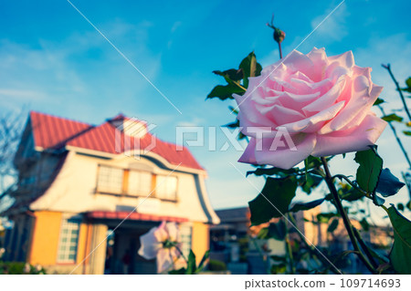Sunny and quiet station front with autumn roses blooming b-3 Emphasis on warm and cool colors 109714693