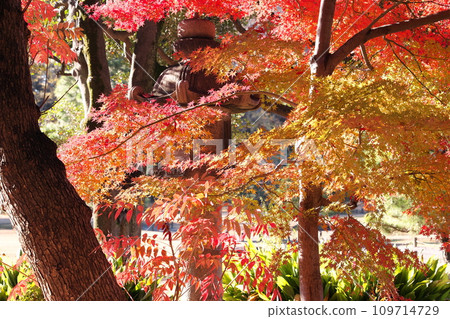 Japanese garden autumn leaves and lanterns 109714729
