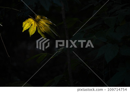 Dead leaves 109714754