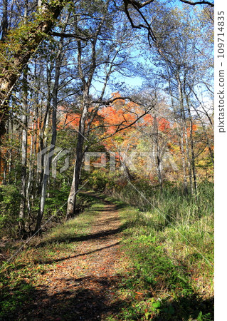 Autumn leaves in Urabandai, Nakasenuma sightseeing route, vertical position 109714835