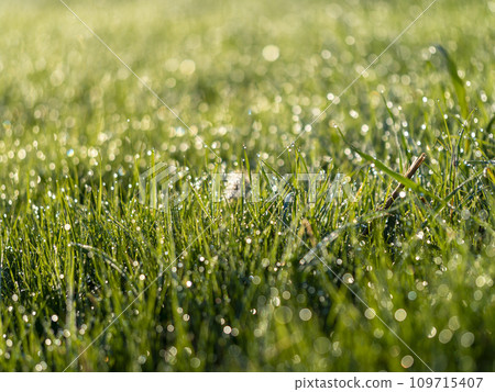 被晨露打濕的草地風光 被晨露打濕的草地風光 109715407