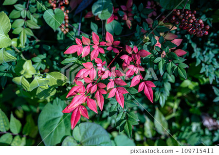 秋天的樹葉 秋天的樹葉 109715411