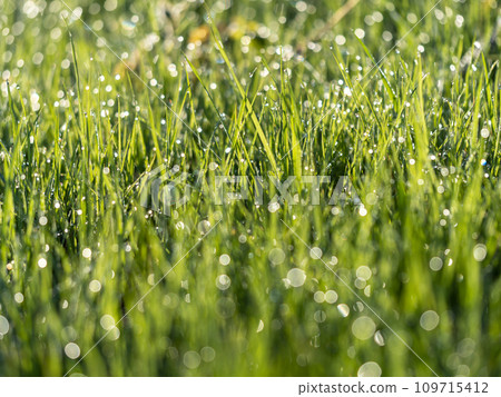 被晨露打濕的草地風光 被晨露打濕的草地風光 109715412