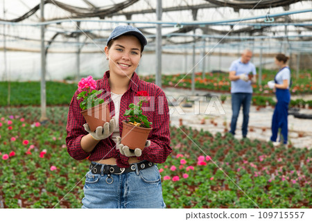 Young woman worker standing in greenhouse and holding pot of geranium flower Young woman worker standing in greenhouse and holding pot of geranium flower 109715557