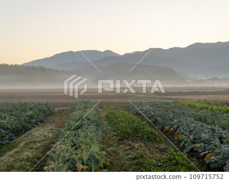 Asuka Village in the early morning with morning mist 109715752