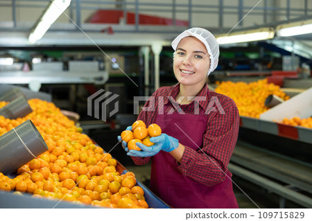 Young positive cheerful female worker in colorful uniform holds fresh ripe tangerines in her hands near the conveyor line. Young positive cheerful female worker in colorful uniform holds fresh ripe tangerines in her hands near the conveyor line. 109715829