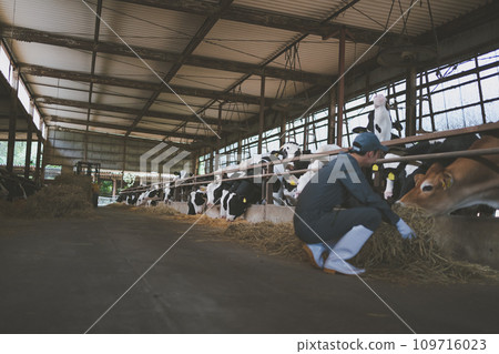 cow, cattle, cows 109716023