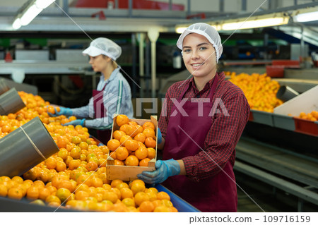 Happy female sorting factory worker showing mandarins in box Happy female sorting factory worker showing mandarins in box 109716159