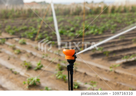 Water sprinkler sprinkles water on farmer field for irrigating and watering vegetables 109716310