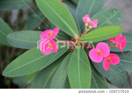 花長頸鹿 花長頸鹿 109717010