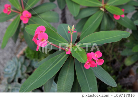 花長頸鹿 109717016