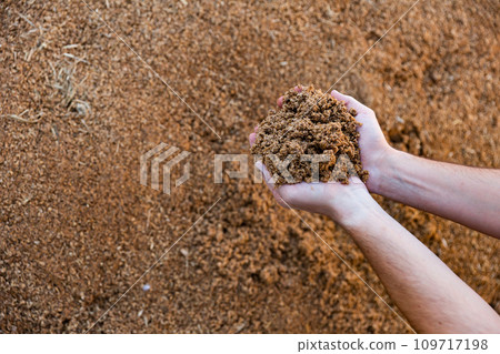 Brewer's feed in hands Brewer's feed in hands 109717198