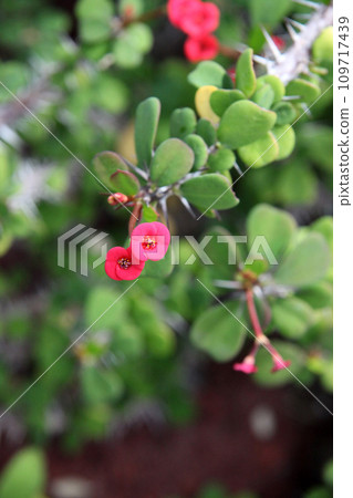 花長頸鹿 109717439